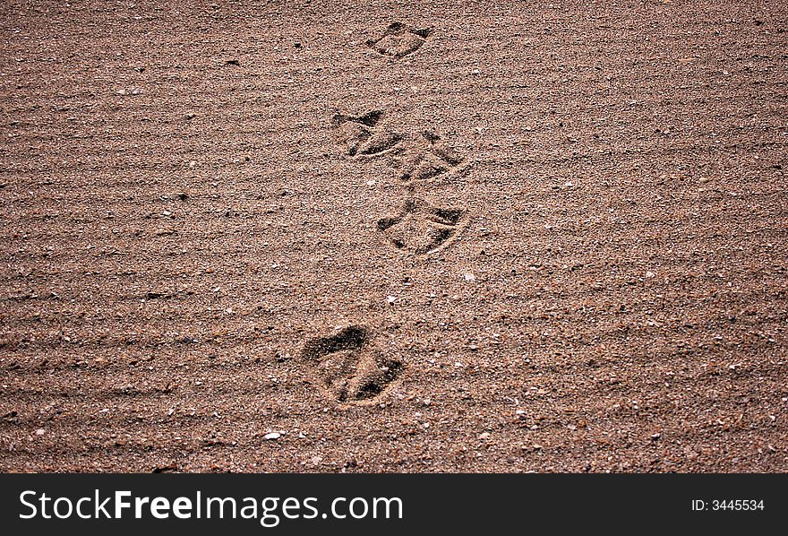 Bird foot print path on ripple sand at the ocean.