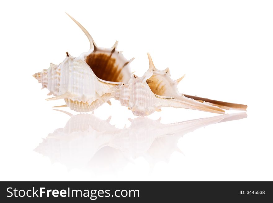 Seashells isolated on white background