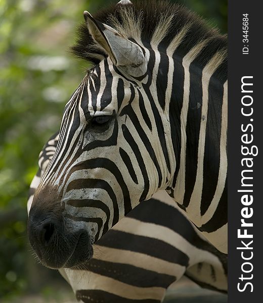 Zebra taken at Singapore Zoological Gardens