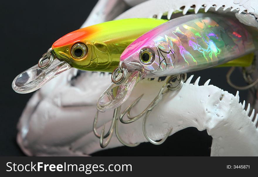 Fishing lures in a fish skull. Fishing lures in a fish skull.