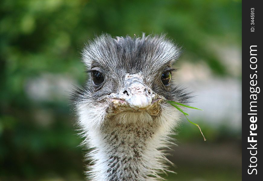 Ostrich with herb in beak and cool expression. Ostrich with herb in beak and cool expression