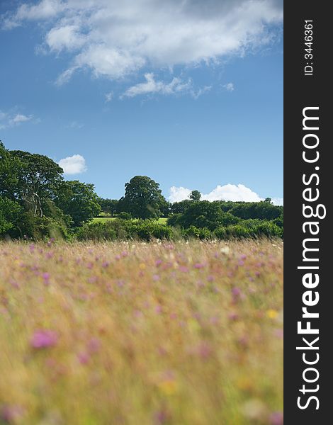 Wild flower medow, raual scene of england UK colourful natural environment. Wild flower medow, raual scene of england UK colourful natural environment