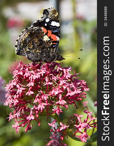 Red Admiral Butterfly in profile with wings in a vertical closed position on a pink flower. Red Admiral Butterfly in profile with wings in a vertical closed position on a pink flower