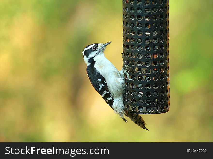 A Female Downy Woodpecker at a bird feeder