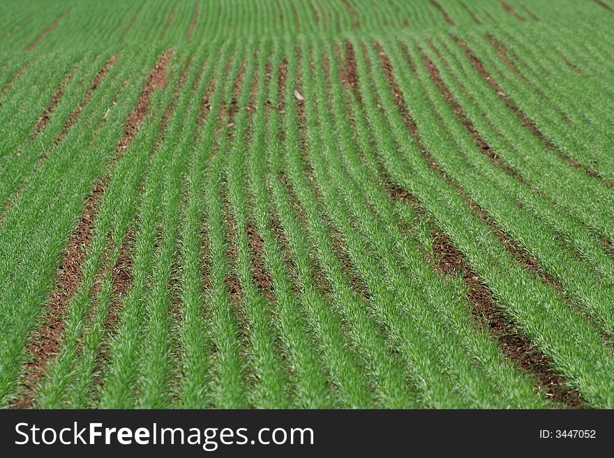 Planted rows of new grass in a field. Planted rows of new grass in a field