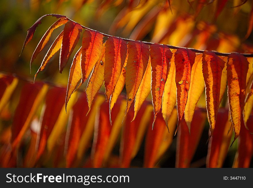 Leaves color changes to red in autumn. Leaves color changes to red in autumn.