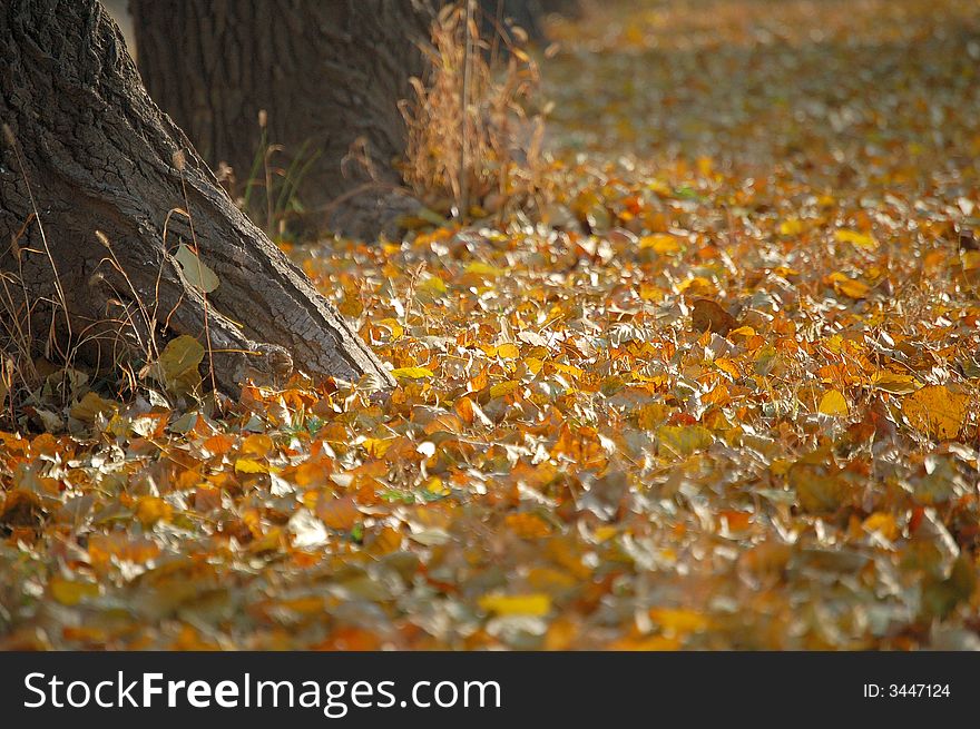 Trunks of trees and fallen leaves in autumn