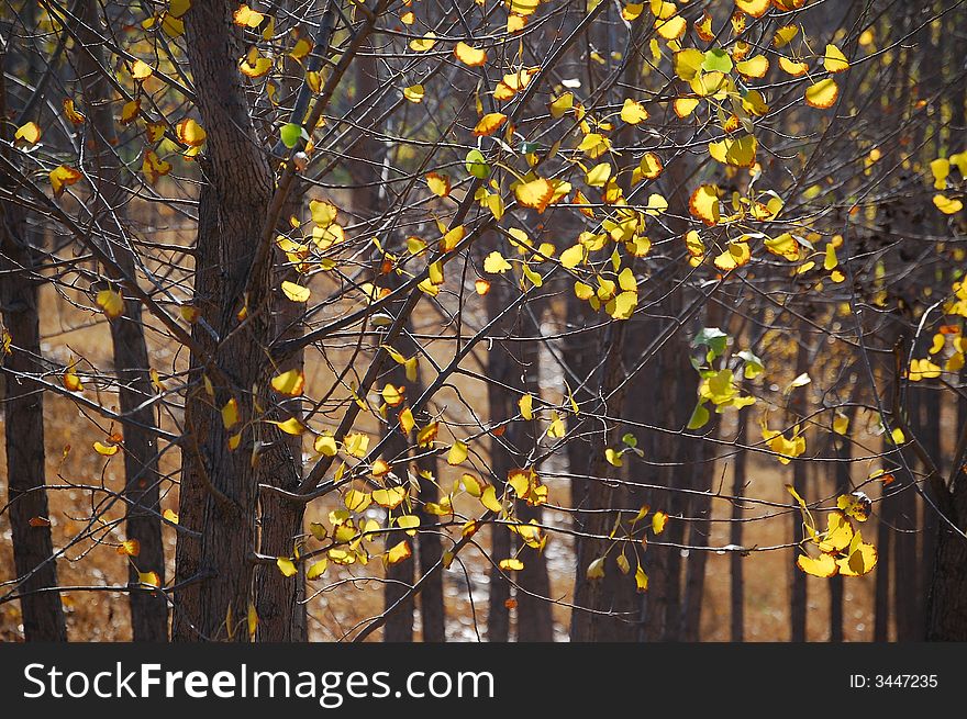 A row of young poplar trees with left yellow leaves in autumn. A row of young poplar trees with left yellow leaves in autumn