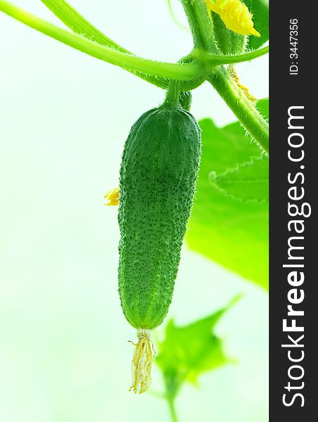 It is surprising, fantastic flora. A cucumber liane, in a natural environment. It is surprising, fantastic flora. A cucumber liane, in a natural environment.