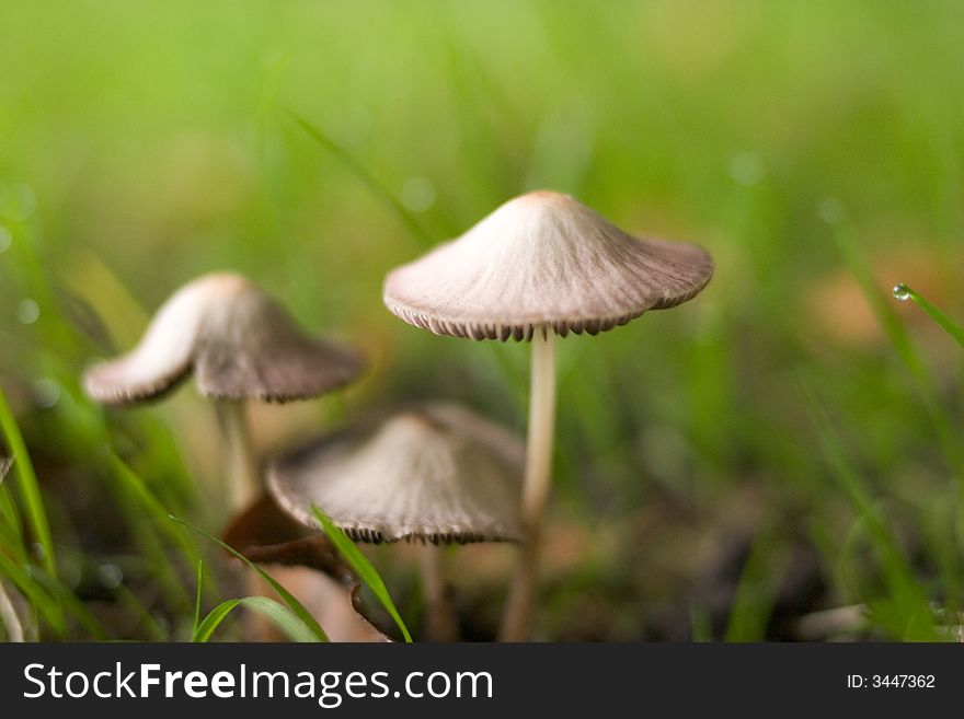 Three off-white toadstools in a green field. Three off-white toadstools in a green field