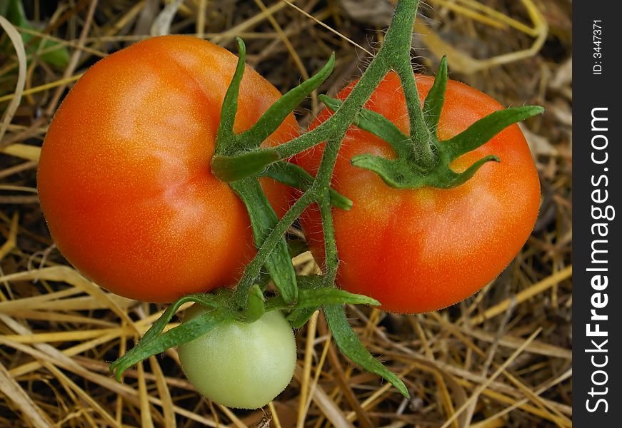 A branch with three tomatoes, two red and one small green, on a background of a natural environment. A branch with three tomatoes, two red and one small green, on a background of a natural environment.