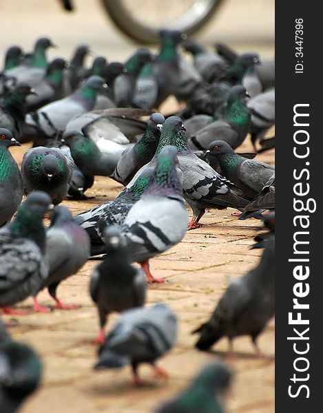 Pigeons in Durbar Square in Kathmandu