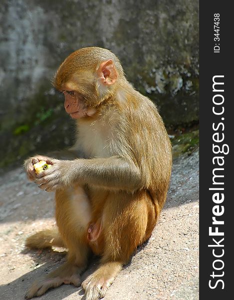 Monkey eating in Kathmandu, Nepal