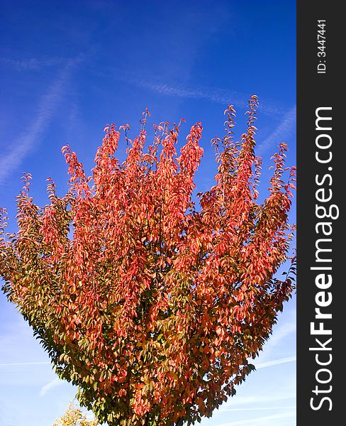 Colorful autumn tree against a clear blue sky