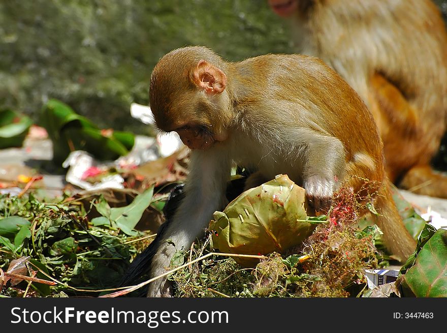 Scavenging monkeys in Kathmandu, Nepal