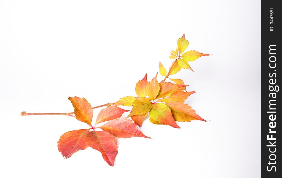 Autumnal leaves on the white background
