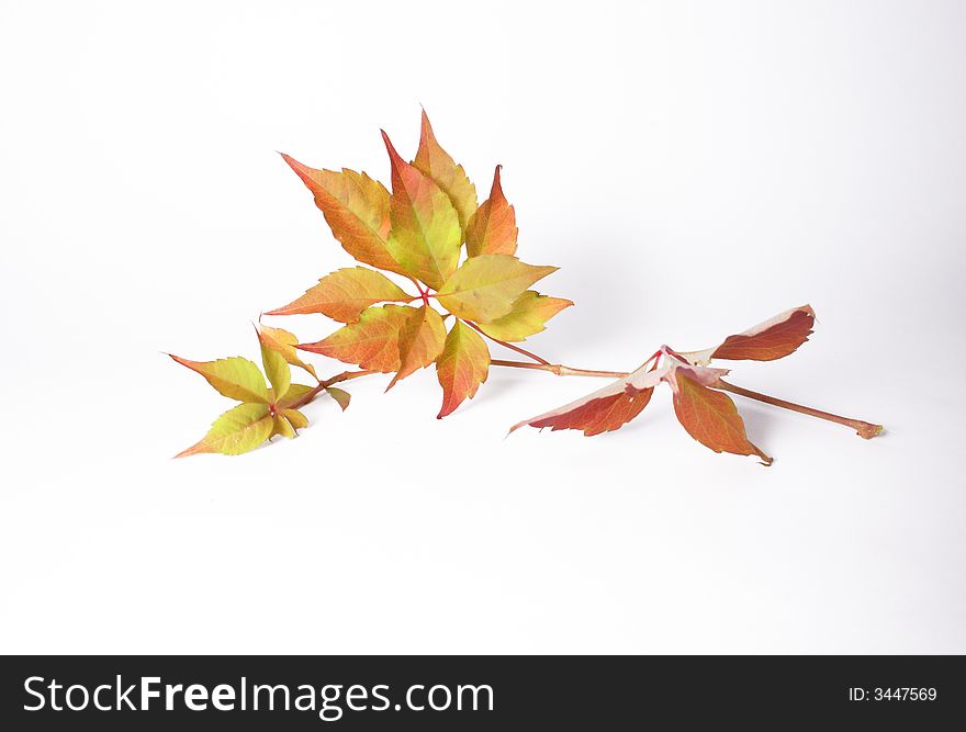 Autumnal leaves on the white background