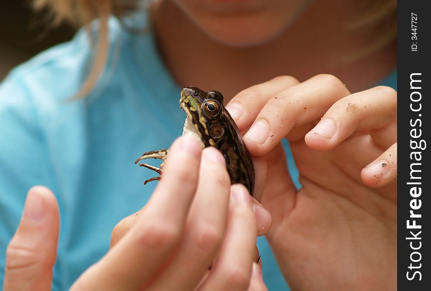 A child examines a frog she captured in a stream. A child examines a frog she captured in a stream.