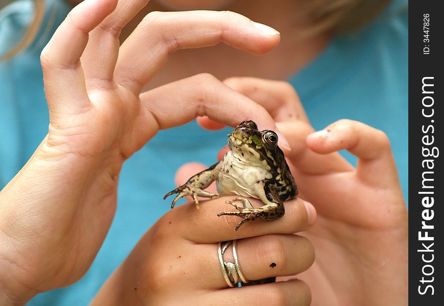Kids examine a frog they have just captured. Kids examine a frog they have just captured.