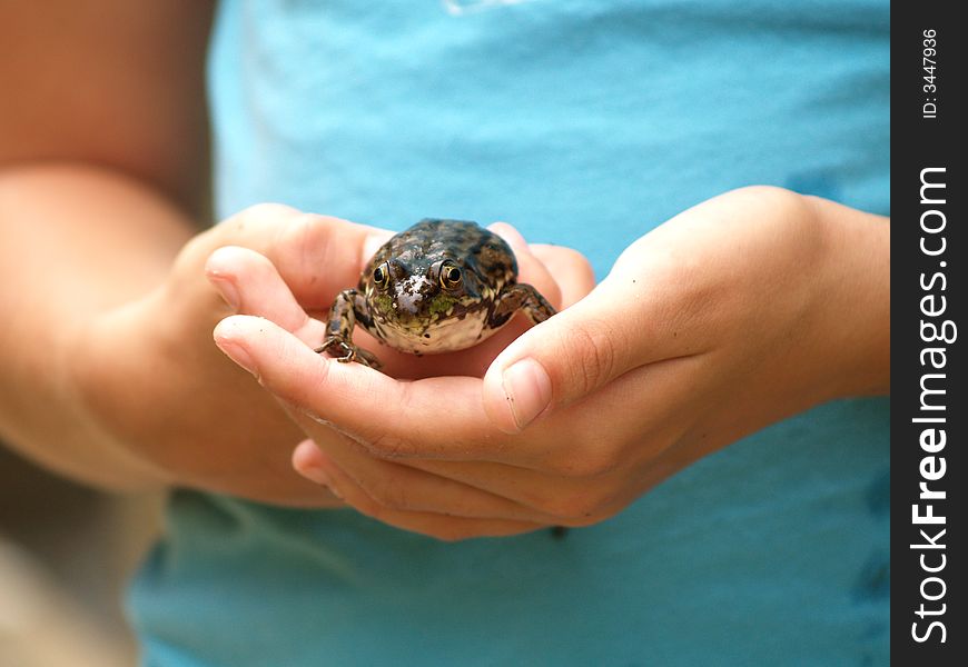 A frog is gently cradled in a child's hands. A frog is gently cradled in a child's hands.