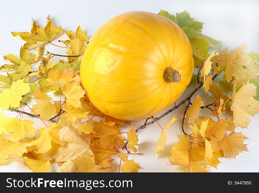 Fall still life with pumpkin