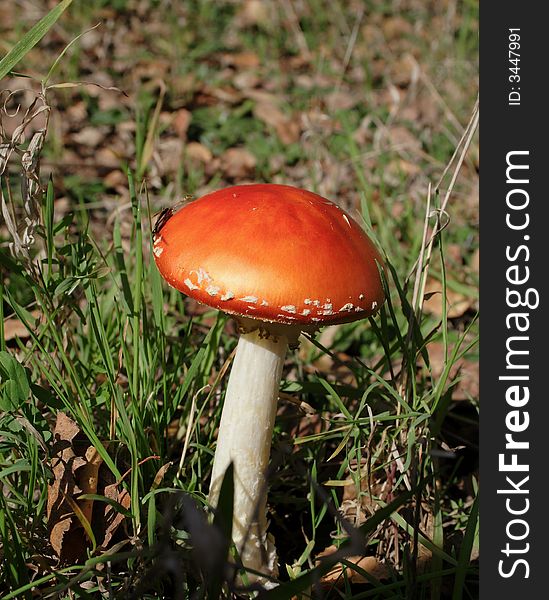 Red toadstool in the forest. Red toadstool in the forest