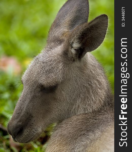 Grey Kangaroo taken at Singapore Zoological Gardens