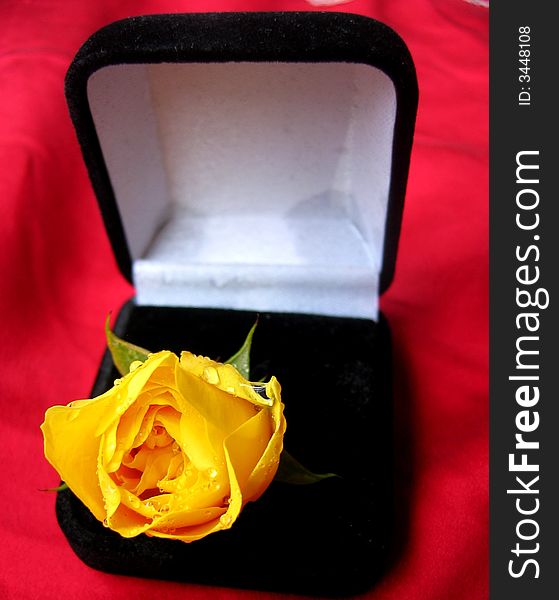 The Yellow Rose in the box on the red background. The Yellow Rose in the box on the red background.