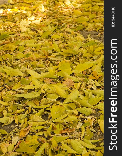 Carpet of yellowed leaves covering land as an ordinaru attribute of autumn. Carpet of yellowed leaves covering land as an ordinaru attribute of autumn