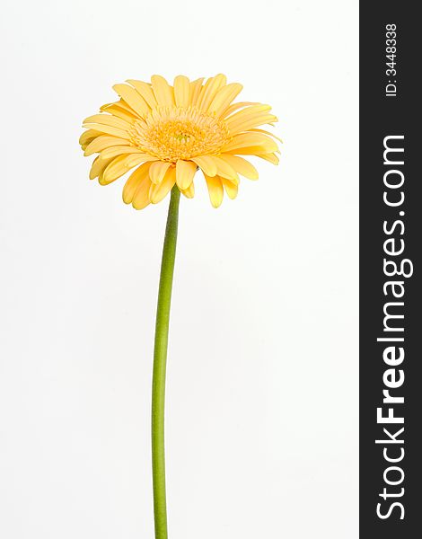 Yellow gerbera on white background