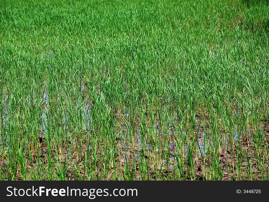 Focus a rice tree image at malaysian #. Focus a rice tree image at malaysian #