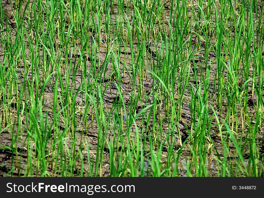 Focus a paddy rice tree at malaysian #. Focus a paddy rice tree at malaysian #