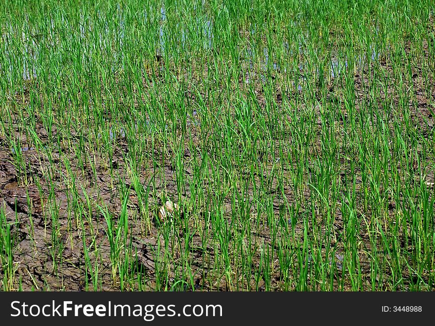 Focus a pady rice tree image at malaysian. Focus a pady rice tree image at malaysian