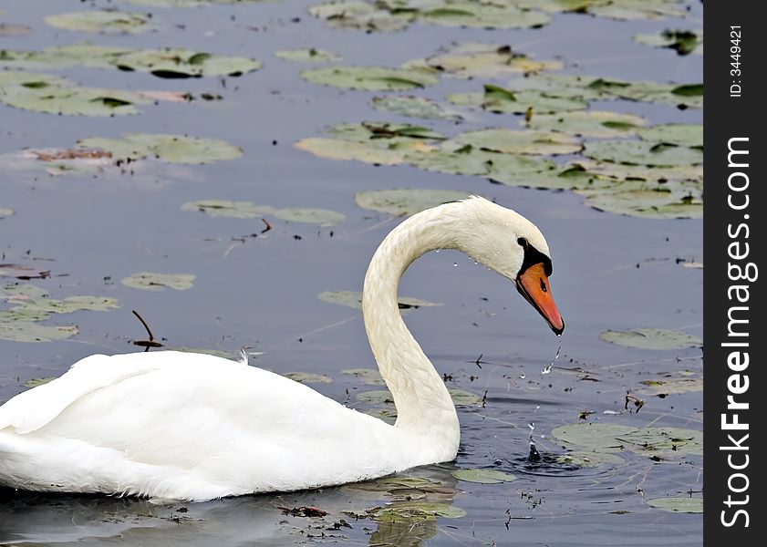 Mute swan swimming among lily pads