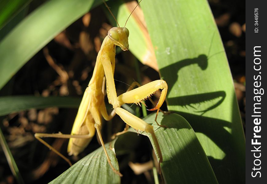 The Mantis religiosa one of the the most most interesting insect. Seems even insects believe in the god.