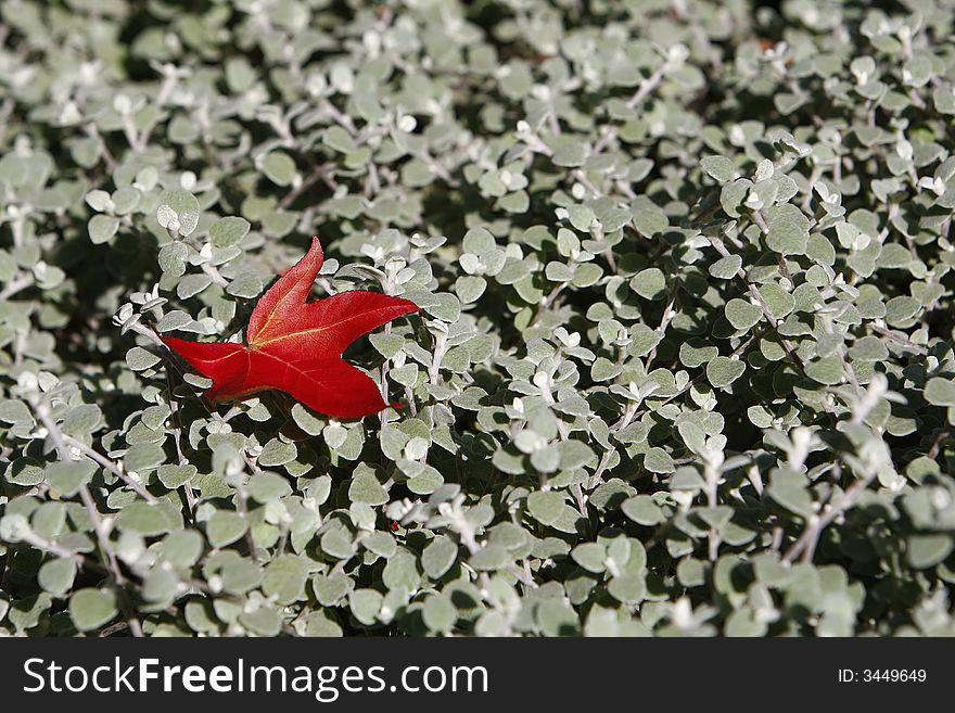 Autumn seamless pattern with red and green leaves