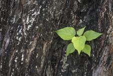 Tree On Tree Royalty Free Stock Photos Tree On Tree Royalty Free Stock Photos