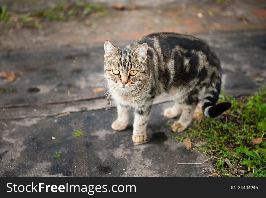 Cat Domestic Striped outdoor background