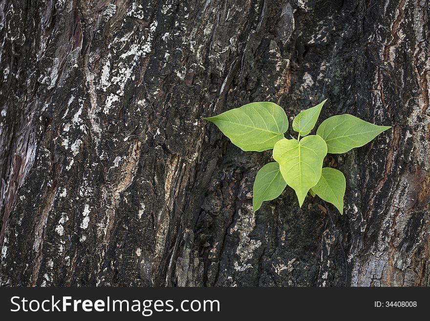 Tree on Tree background texture