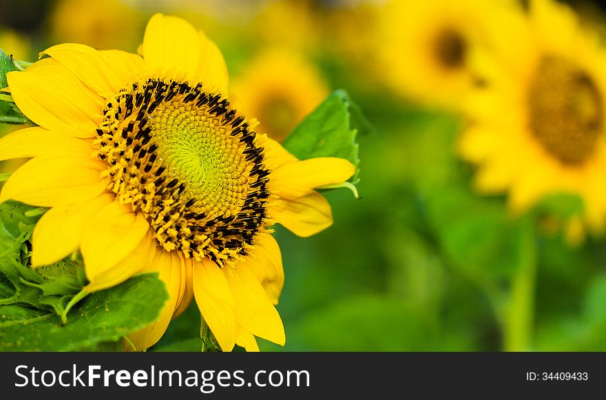 Beautiful yellow sunflower blooming in the park. Beautiful yellow sunflower blooming in the park