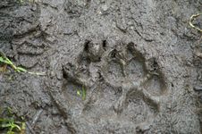 Brown Bear Track Stock Image Brown Bear Track Stock Image