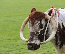 Longhorn Cattle. Royalty Free Stock Images Longhorn Cattle. Royalty Free Stock Images