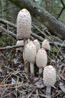 Mushroom Coprinus Comatus Royalty Free Stock Photo