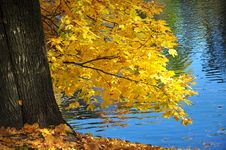 Autumn Leaves Royalty Free Stock Photos Autumn Leaves Royalty Free Stock Photos