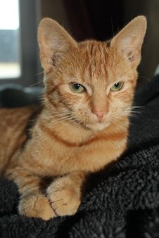 Orange Tabby Cat Portrait Stock Photos