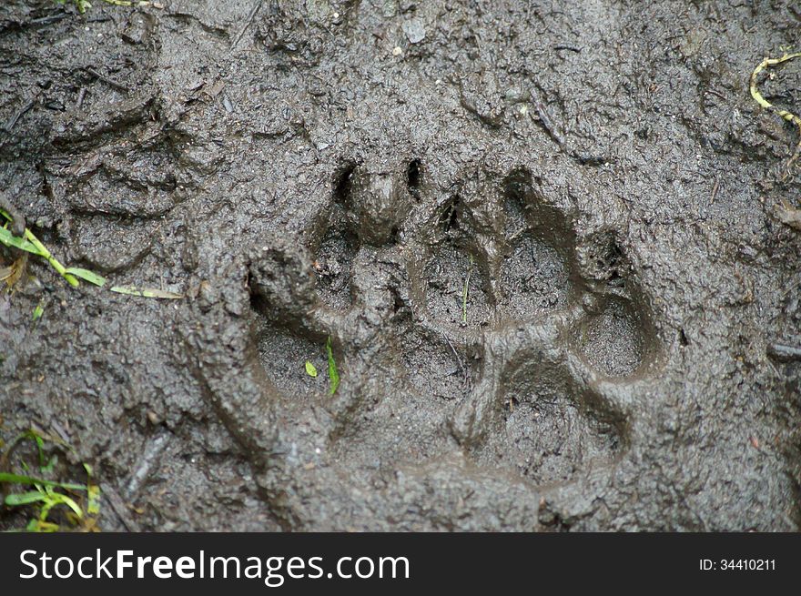 Brown Bear Track in mud on hiking trail in Alaska.