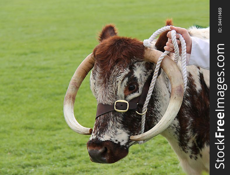 The Head of a Beautiful Longhorn Cattle.