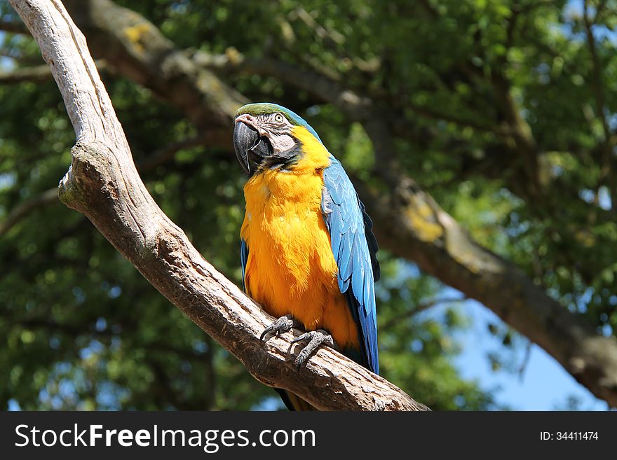A Blue and Orange Parrot Sat on a Tree Branch. A Blue and Orange Parrot Sat on a Tree Branch.