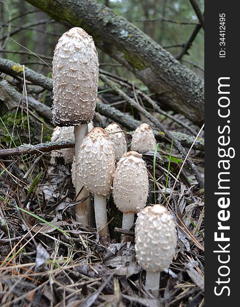 Mushroom Coprinus comatus