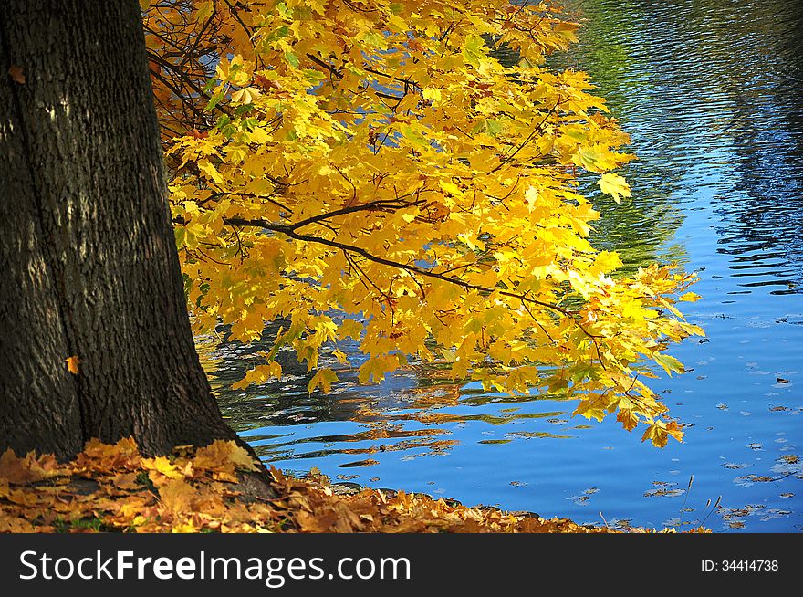 Autumn leaves on a branch over the river